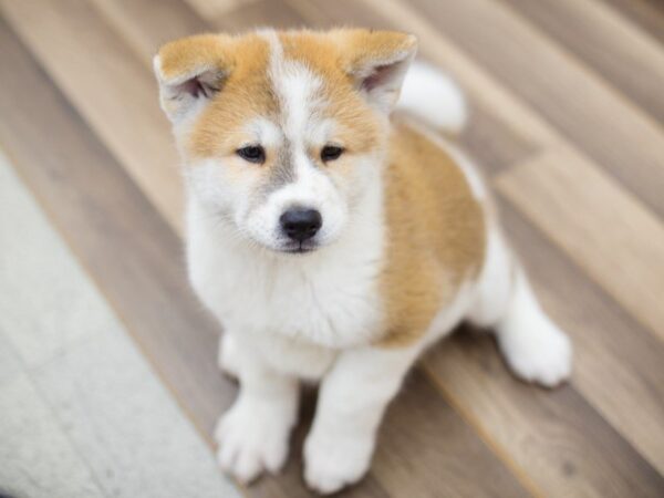 Akita DOG Male WHITE AND BROWN 13720 Petland Wichita, Kansas