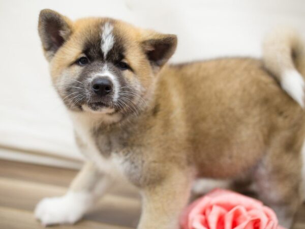 Akita DOG Male Bl Sable 13719 Petland Wichita, Kansas