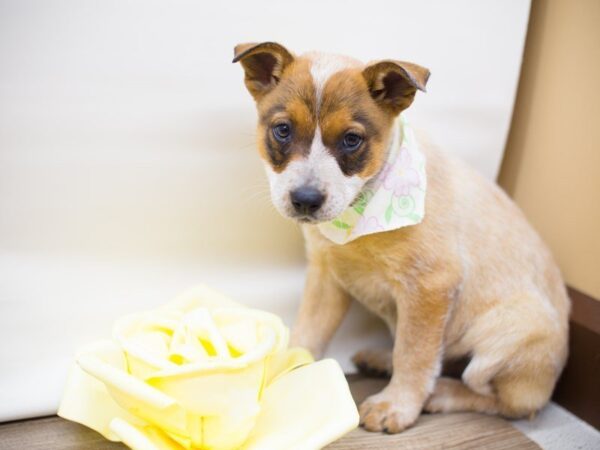 Australian Cattle Dog DOG Female Red 13718 Petland Wichita, Kansas