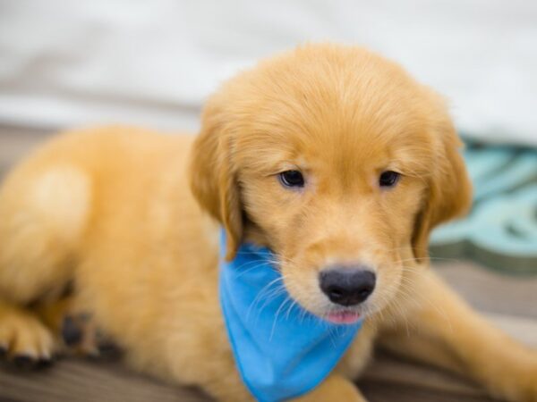 Golden Retriever DOG Male Dark Golden 13704 Petland Wichita, Kansas