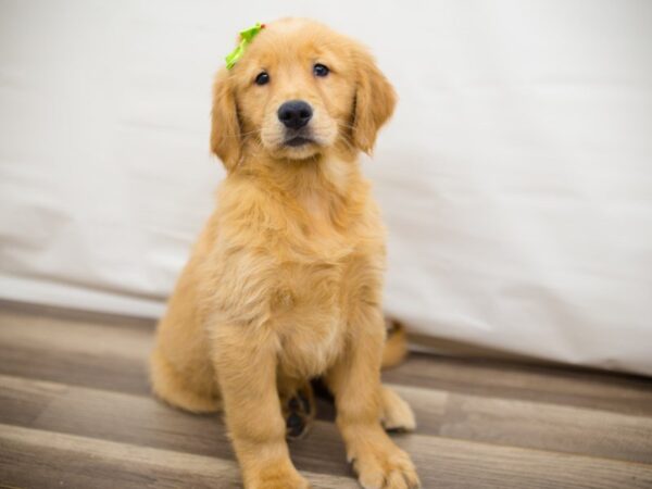 Golden Retriever DOG Female Dark Golden 13705 Petland Wichita, Kansas