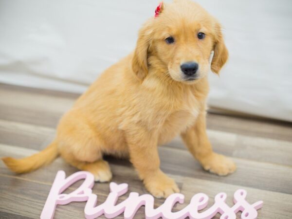 Golden Retriever-DOG-Female-Dark Golden-13706-Petland Wichita, Kansas