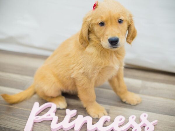 Golden Retriever DOG Female Dark Golden 13706 Petland Wichita, Kansas