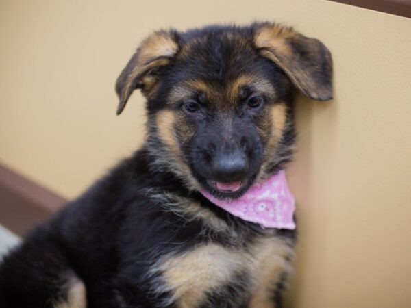 German Shepherd DOG Female Black and Tan 13707 Petland Wichita, Kansas