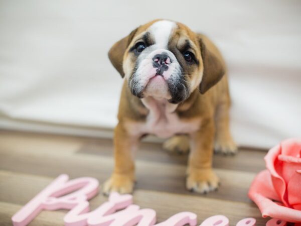 English Bulldog DOG Female Red Brindle 13709 Petland Wichita, Kansas