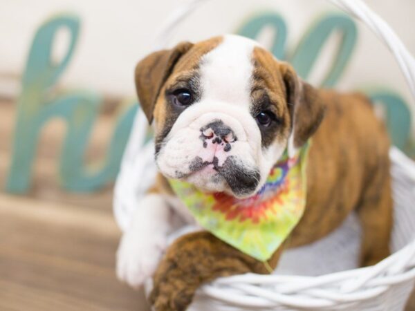 English Bulldog DOG Male Red 13708 Petland Wichita, Kansas