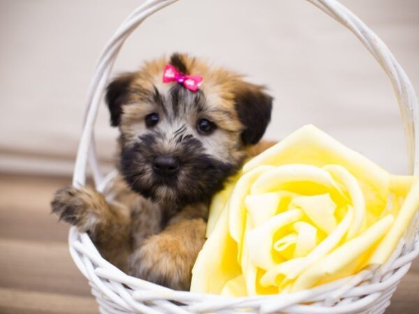 Soft Coated Wheaten Terrier DOG Female WHEATON 13712 Petland Wichita, Kansas