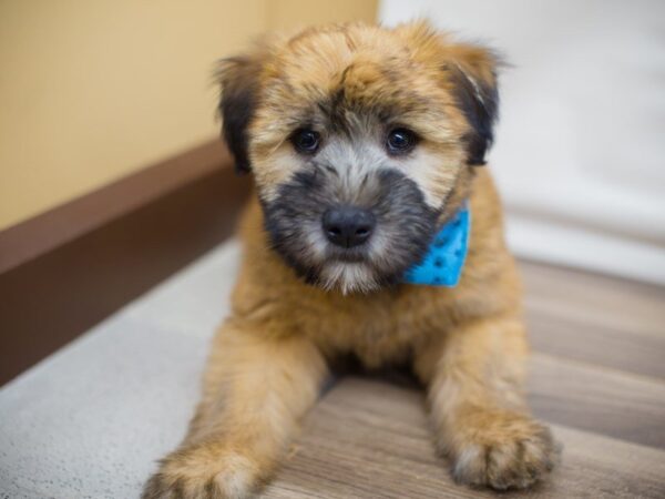 Soft Coated Wheaten Terrier DOG Male WHEATON 13713 Petland Wichita, Kansas