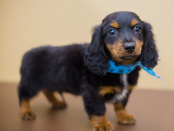 Miniature Dachshund DOG Male Black and Tan 13714 Petland Wichita, Kansas