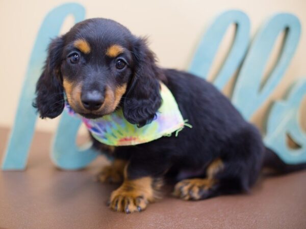 Miniature Dachshund DOG Male Black and Tan 13715 Petland Wichita, Kansas