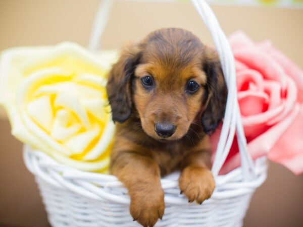 Miniature Dachshund DOG Female SHADED RED 13716 Petland Wichita, Kansas