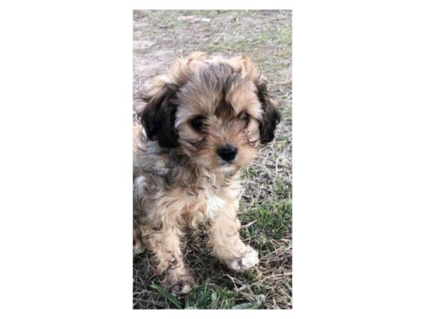 Cava Poo-DOG-Female-Dark Sable-13728-Petland Wichita, Kansas