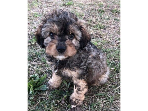 Cava Poo DOG Male Dark Sable 13727 Petland Wichita, Kansas