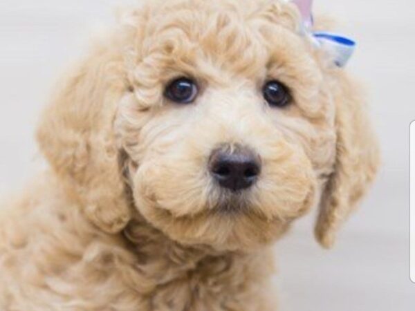 F1B Goldendoodle-DOG-Female-Dark Apricot-13723-Petland Wichita, Kansas