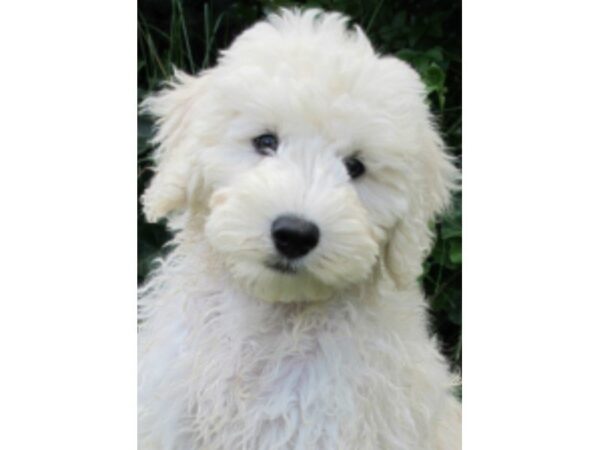 F1B Goldendoodle DOG Male Light Apricot 13724 Petland Wichita, Kansas