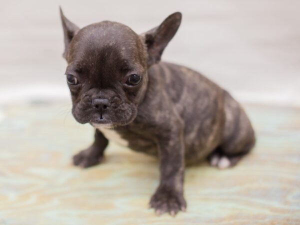 French Bulldog-DOG-Female-Brindle-13769-Petland Wichita, Kansas