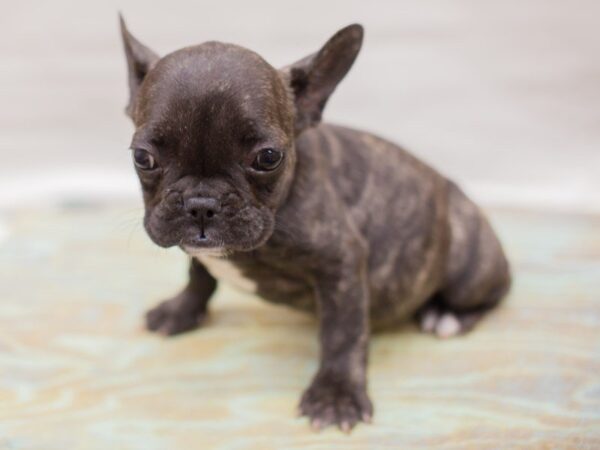 French Bulldog DOG Female Brindle 13769 Petland Wichita, Kansas