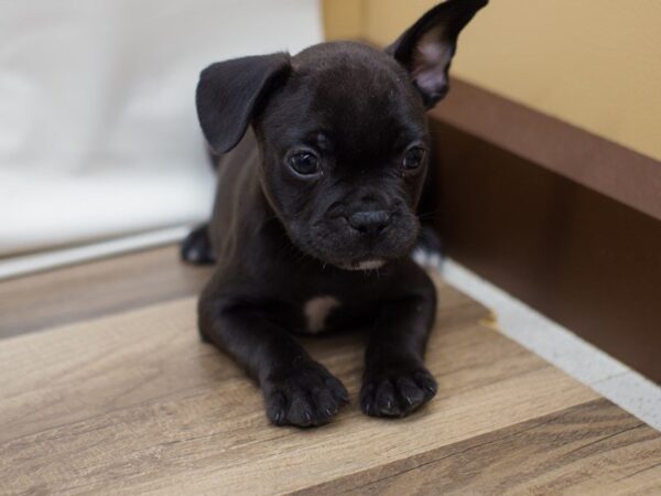 Frenchton DOG Male Black 13768 Petland Wichita, Kansas