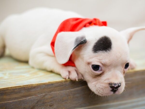 Frenchton DOG Male White with Black Spots 13767 Petland Wichita, Kansas