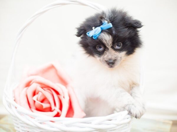 Pomeranian-DOG-Female-Black Parti-13766-Petland Wichita, Kansas