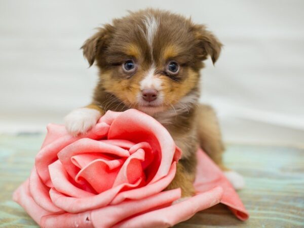 Toy Australian Shepherd DOG Female Red Tri 13765 Petland Wichita, Kansas