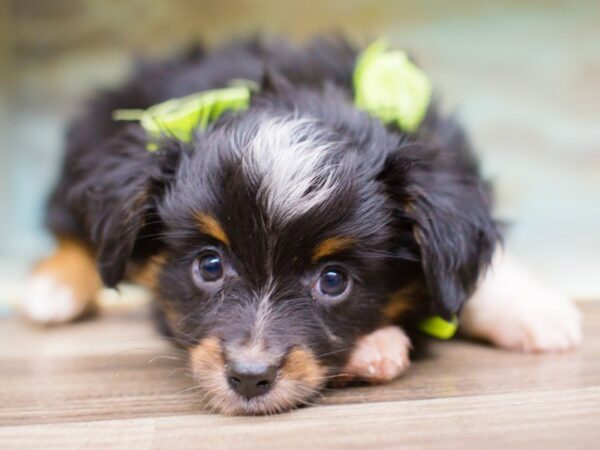 Toy Australian Shepherd DOG Male Black Tri 13764 Petland Wichita, Kansas