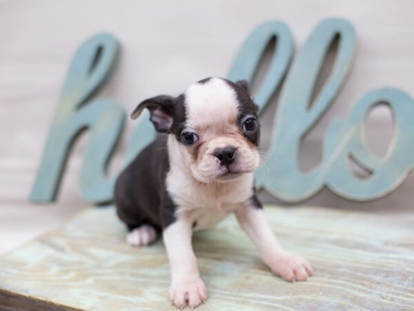Boston Terrier-DOG-Male-Black and White-13763-Petland Wichita, Kansas