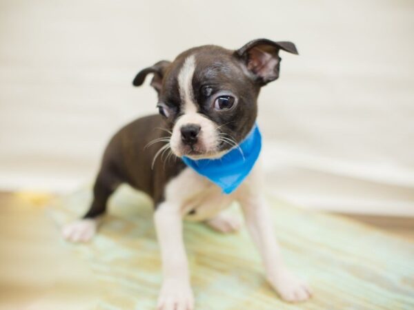 Boston Terrier DOG Male Black and White 13762 Petland Wichita, Kansas