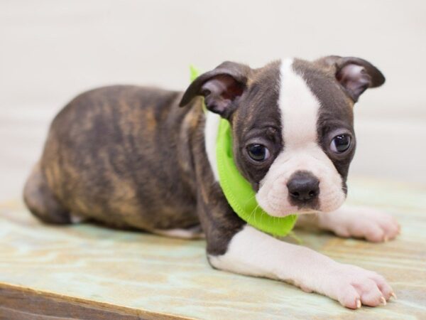 Boston Terrier DOG Male Brindle and White 13761 Petland Wichita, Kansas