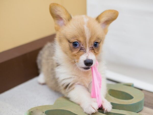 Pembroke Welsh Corgi DOG Female Sable and White 13760 Petland Wichita, Kansas