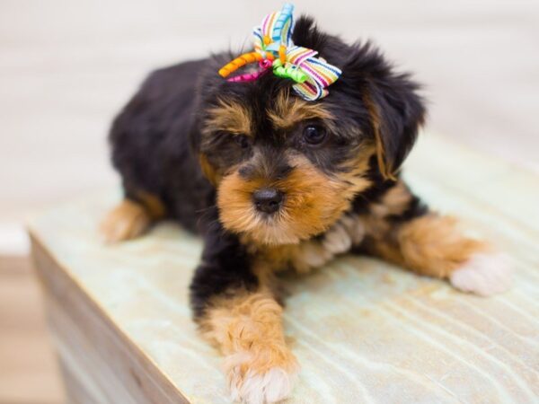 Yorkshire Terrier DOG Female Black and Tan 13759 Petland Wichita, Kansas