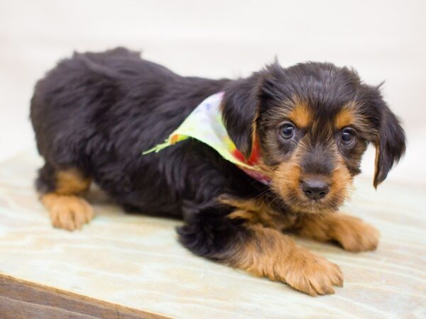 Yorkshire Terrier-DOG-Male-Black and Tan-13758-Petland Wichita, Kansas