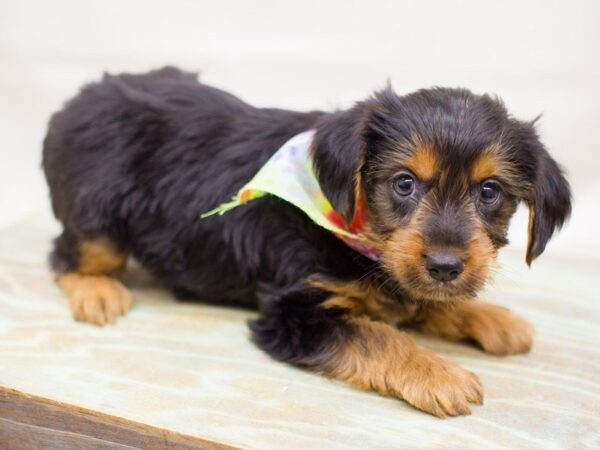 Yorkshire Terrier DOG Male Black and Tan 13758 Petland Wichita, Kansas