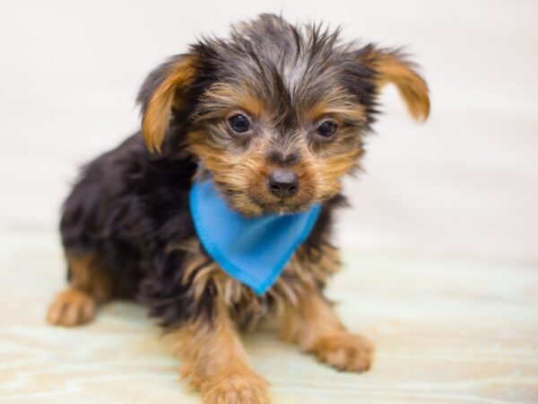 Yorkshire Terrier DOG Male Black and Tan 13757 Petland Wichita, Kansas