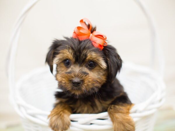 Yorkshire Terrier-DOG-Female-Black and Tan-13756-Petland Wichita, Kansas