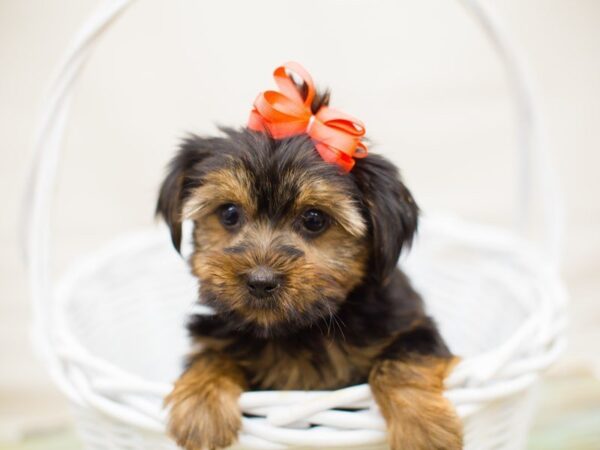 Yorkshire Terrier DOG Female Black and Tan 13756 Petland Wichita, Kansas