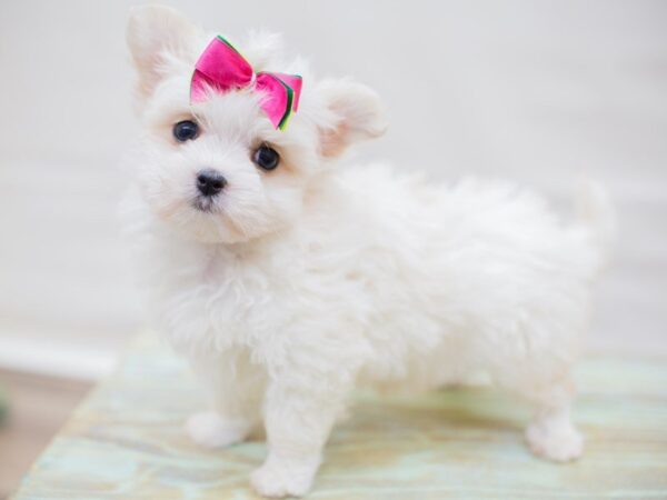 Maltese-DOG-Female-WHITE-13755-Petland Wichita, Kansas