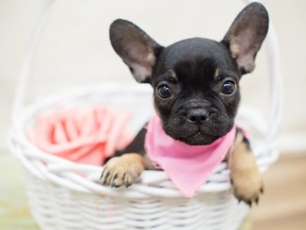 French Bulldog DOG Female BLACK AND TAN 13754 Petland Wichita, Kansas