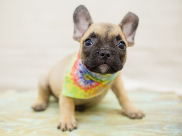 French Bulldog DOG Male Fawn 13753 Petland Wichita, Kansas