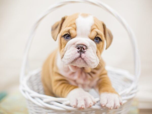English Bulldog-DOG-Male-FAWN-13752-Petland Wichita, Kansas