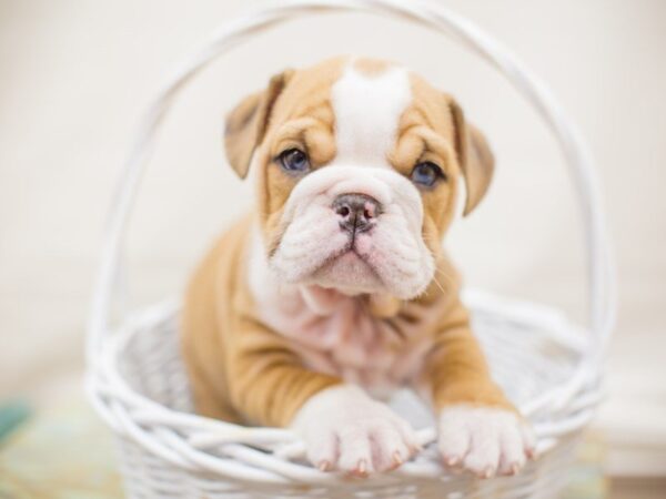 English Bulldog DOG Male FAWN 13752 Petland Wichita, Kansas