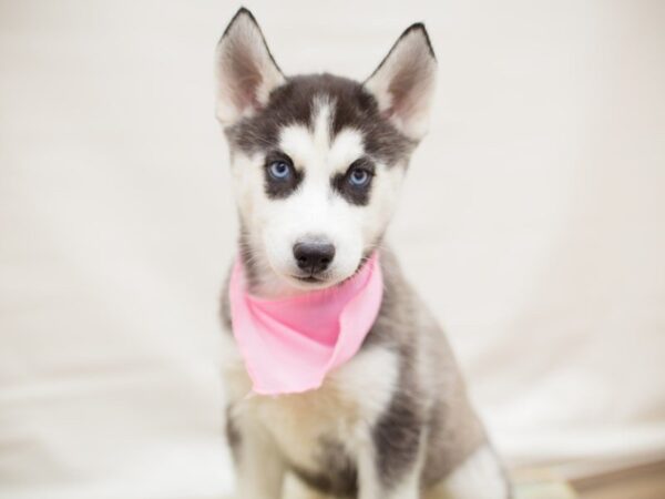 Siberian Husky DOG Female BLACK & WHITE 13751 Petland Wichita, Kansas