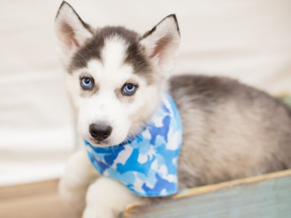 Siberian Husky DOG Male BLACK & WHITE 13750 Petland Wichita, Kansas