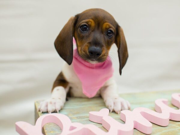 Miniature Dachshund-DOG-Female-RED SABLE PIEBALD-13749-Petland Wichita, Kansas