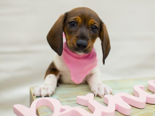 Miniature Dachshund DOG Female RED SABLE PIEBALD 13749 Petland Wichita, Kansas