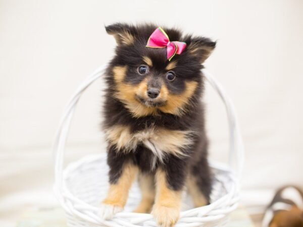 Pomeranian DOG Female BLACK AND TAN 13748 Petland Wichita, Kansas