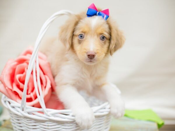 Miniature Australian Shepherd DOG Female RED MERLE 13747 Petland Wichita, Kansas