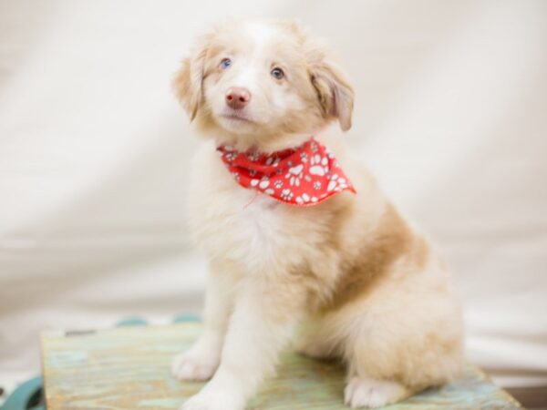 Miniature Australian Shepherd-DOG-Male-RED MERLE-13746-Petland Wichita, Kansas