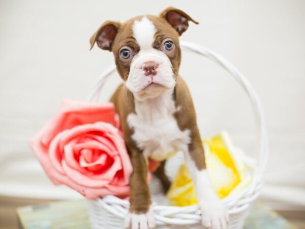 Boston Terrier DOG Female SEAL & WHITE 13745 Petland Wichita, Kansas