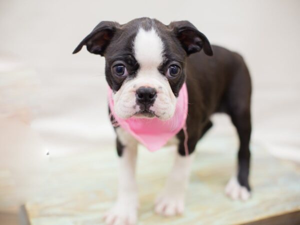 Boston Terrier DOG Female BLACK BRINDLE & WHITE 13744 Petland Wichita, Kansas